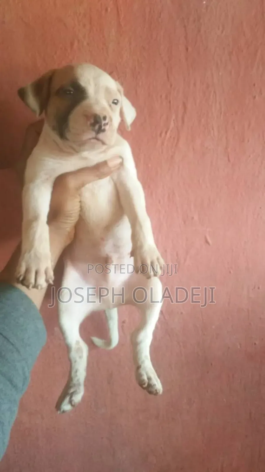 1-3 months Male Purebred American Pit Bull Terrier