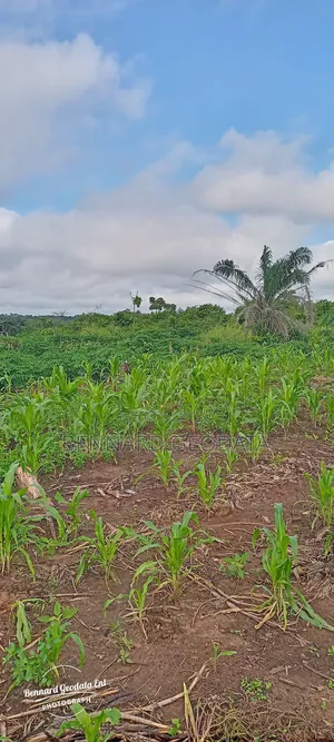 Arable Farmland for Sale