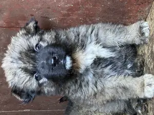 1-3 months Male Purebred Caucasian Shepherd