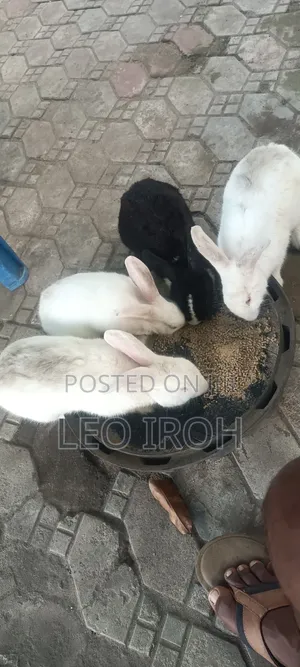 Rabbit Bunnies Easter Promo! 