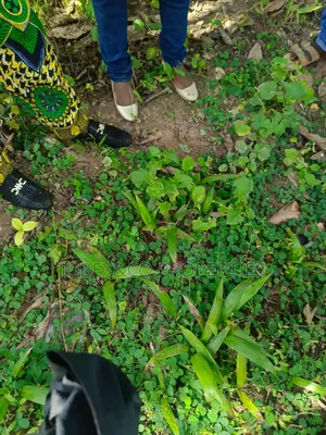 Acres of Farm Land at Eredo Owode