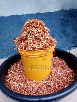 Very Clean,Dirt /Sand Free,Fresh Crayfish Available for Sale