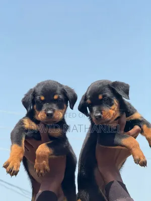 1-3 months Female Purebred Rottweiler