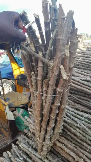 Cassava Stem - Tme419 Variety