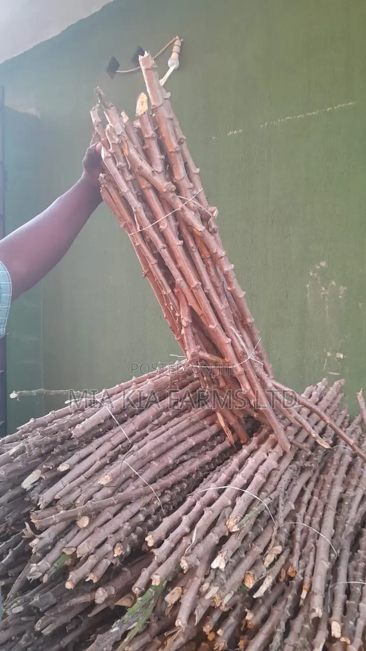 Cassava Stem - Tme419 Variety