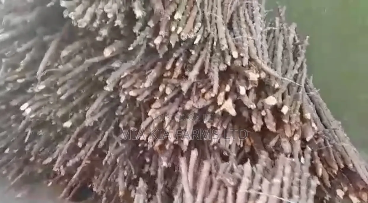 Cassava Stem - Tme419 Variety