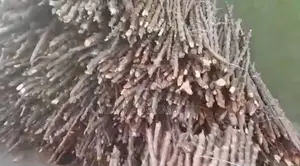 Cassava Stem - Tme419 Variety