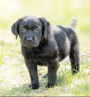 1-3 months Female Purebred Labrador Retriever