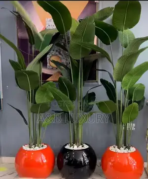 Plant + Pot Available