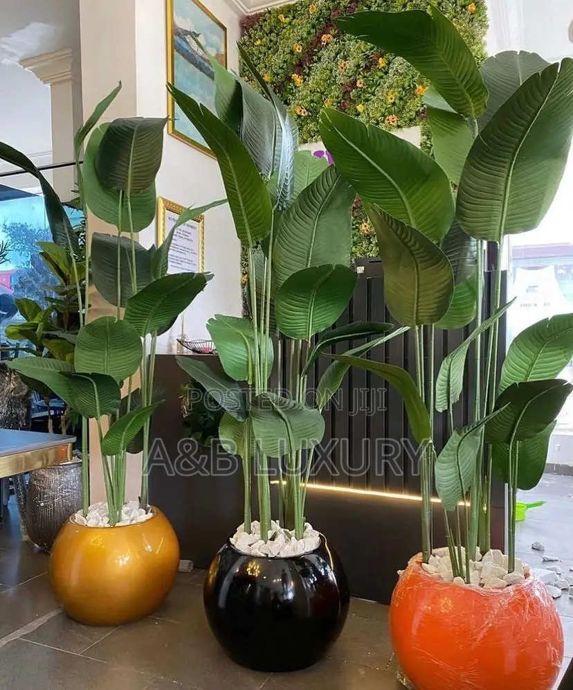 Plant + Pot Available