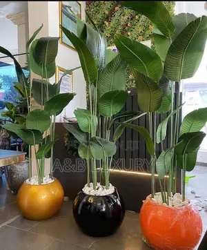 Plant + Pot Available