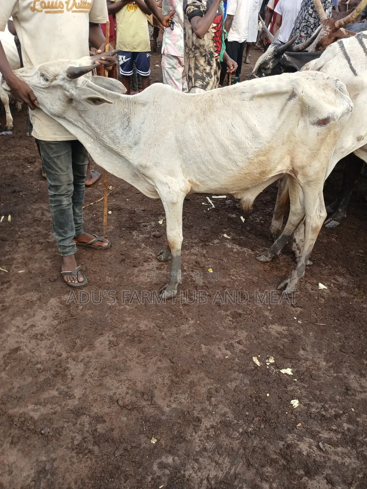 Healthy Medium Sized Cows