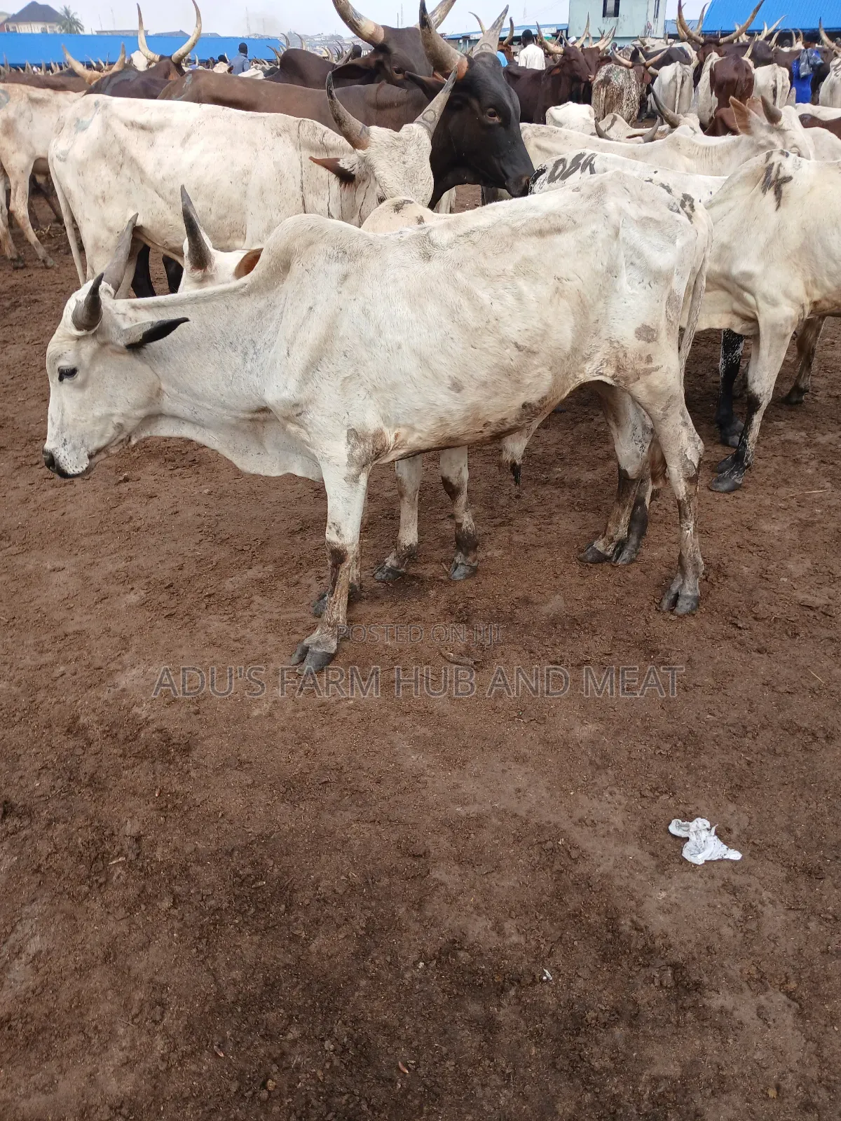 Healthy Medium Sized Owanbe Cows