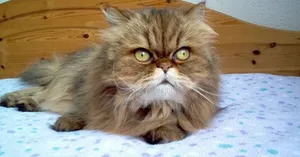 6-12 months Male Purebred Persian