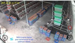 Chicken Eggs