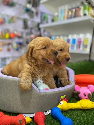 1-3 months Female Purebred Golden Retriever