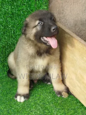 1-3 months Male Purebred Caucasian Shepherd