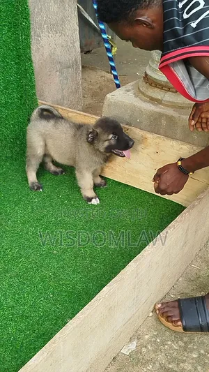 1-3 months Male Purebred Caucasian Shepherd