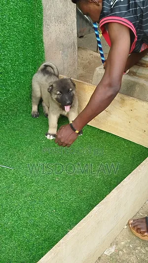 1-3 months Male Purebred Caucasian Shepherd