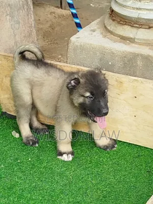 1-3 months Male Purebred Caucasian Shepherd