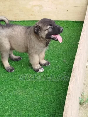 1-3 months Male Purebred Caucasian Shepherd