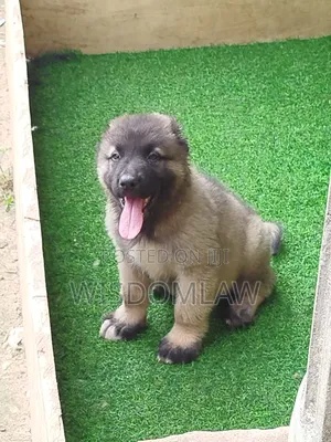 1-3 months Male Purebred Caucasian Shepherd