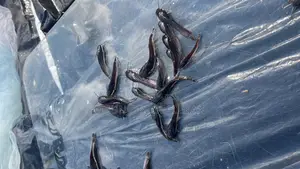 Clarias And Hybrid Fingerlings Available For Sales