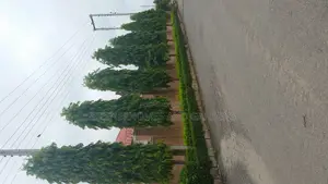 Masquerade Trees