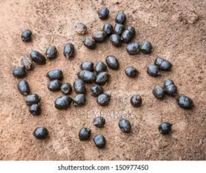 Goat Manure