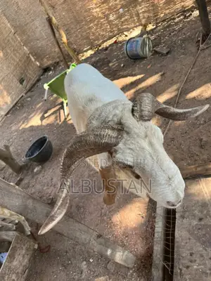 Balami Bauchi Breed Ram