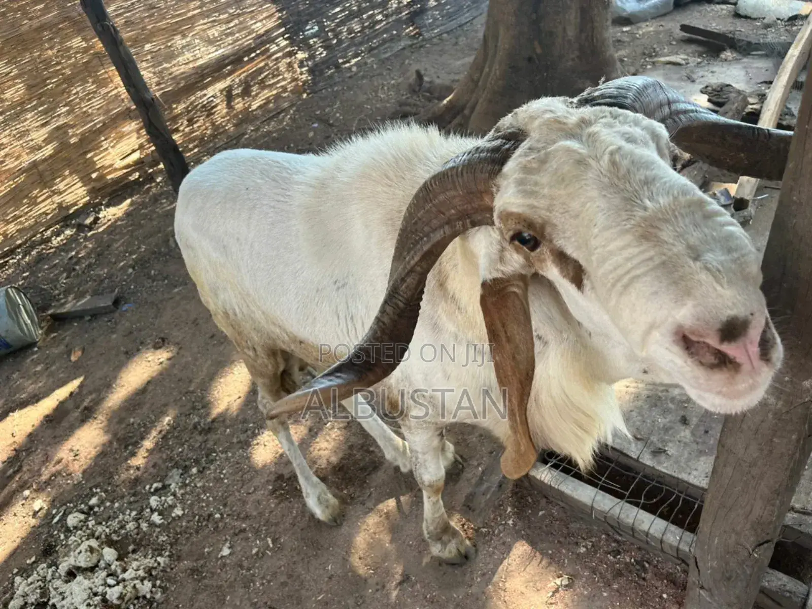 Balami Bauchi Breed Ram