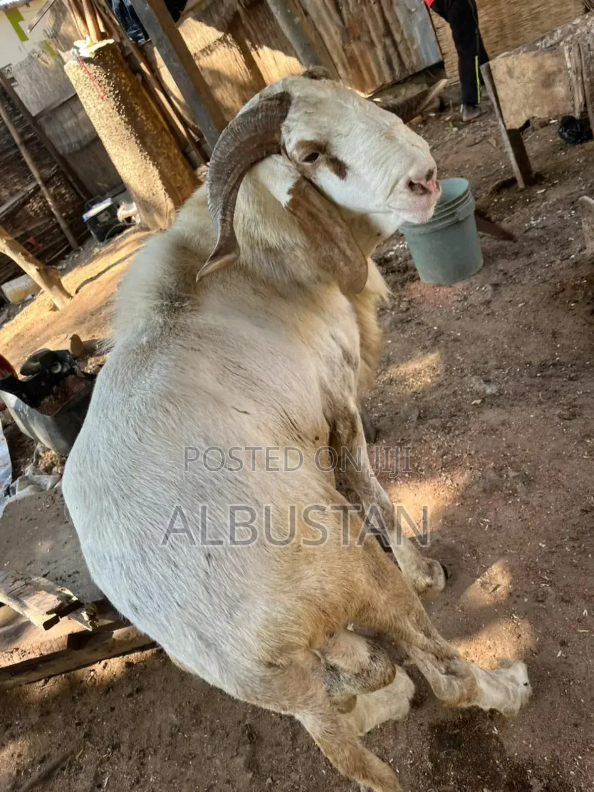 Balami Bauchi Breed Ram