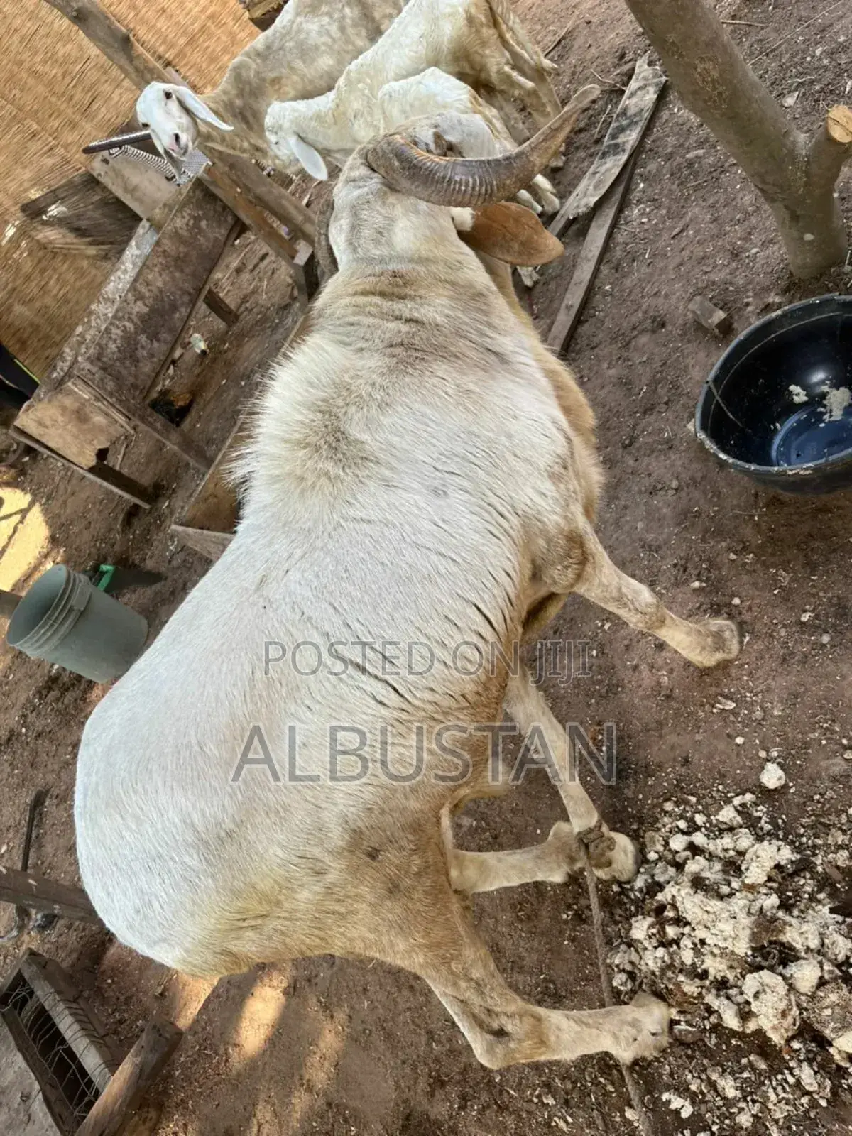 Balami Bauchi Breed Ram