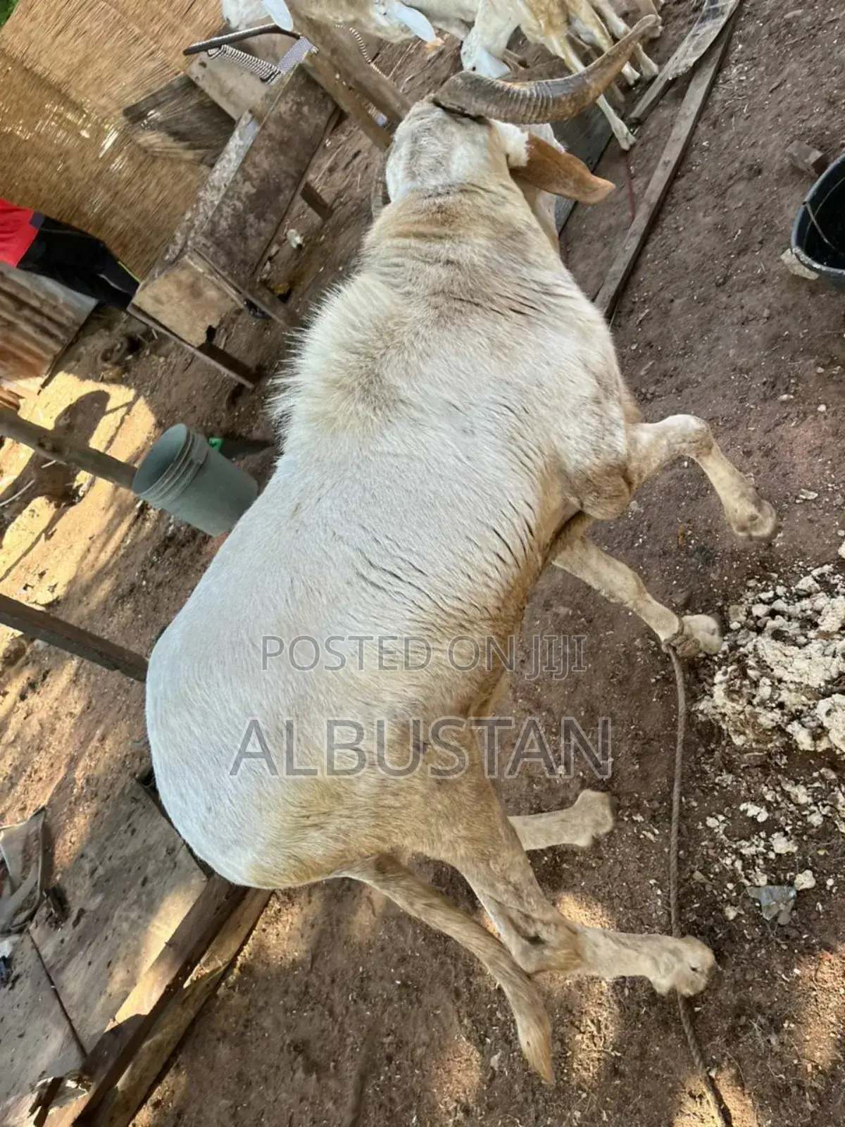 Balami Bauchi Breed Ram