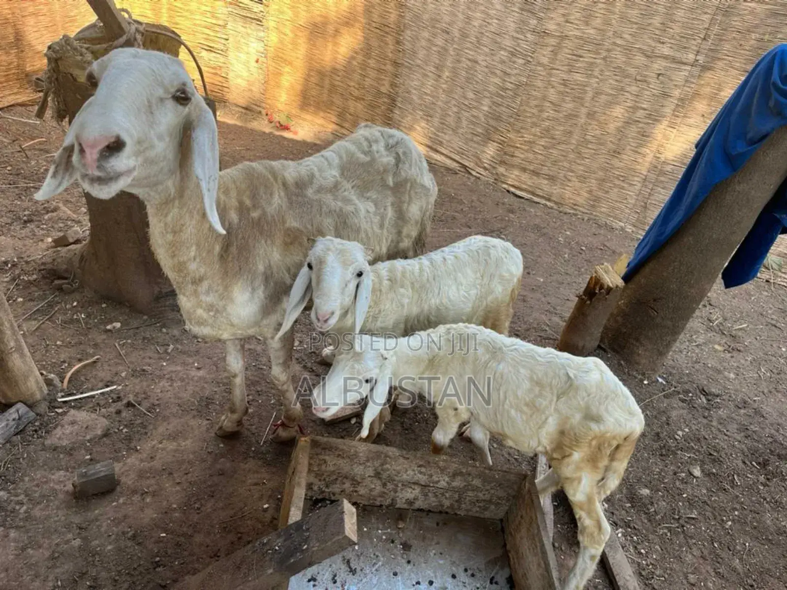 Balami Bauchi Breed Ram