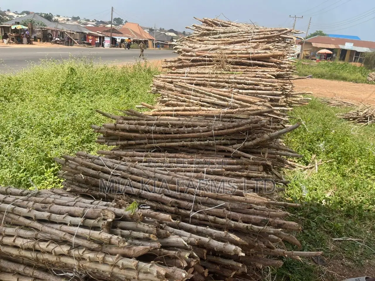 Cassava Stem - Tme419 Variety