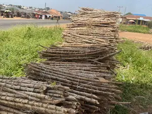 Cassava Stem - Tme419 Variety