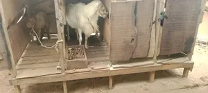 Veterinary Services