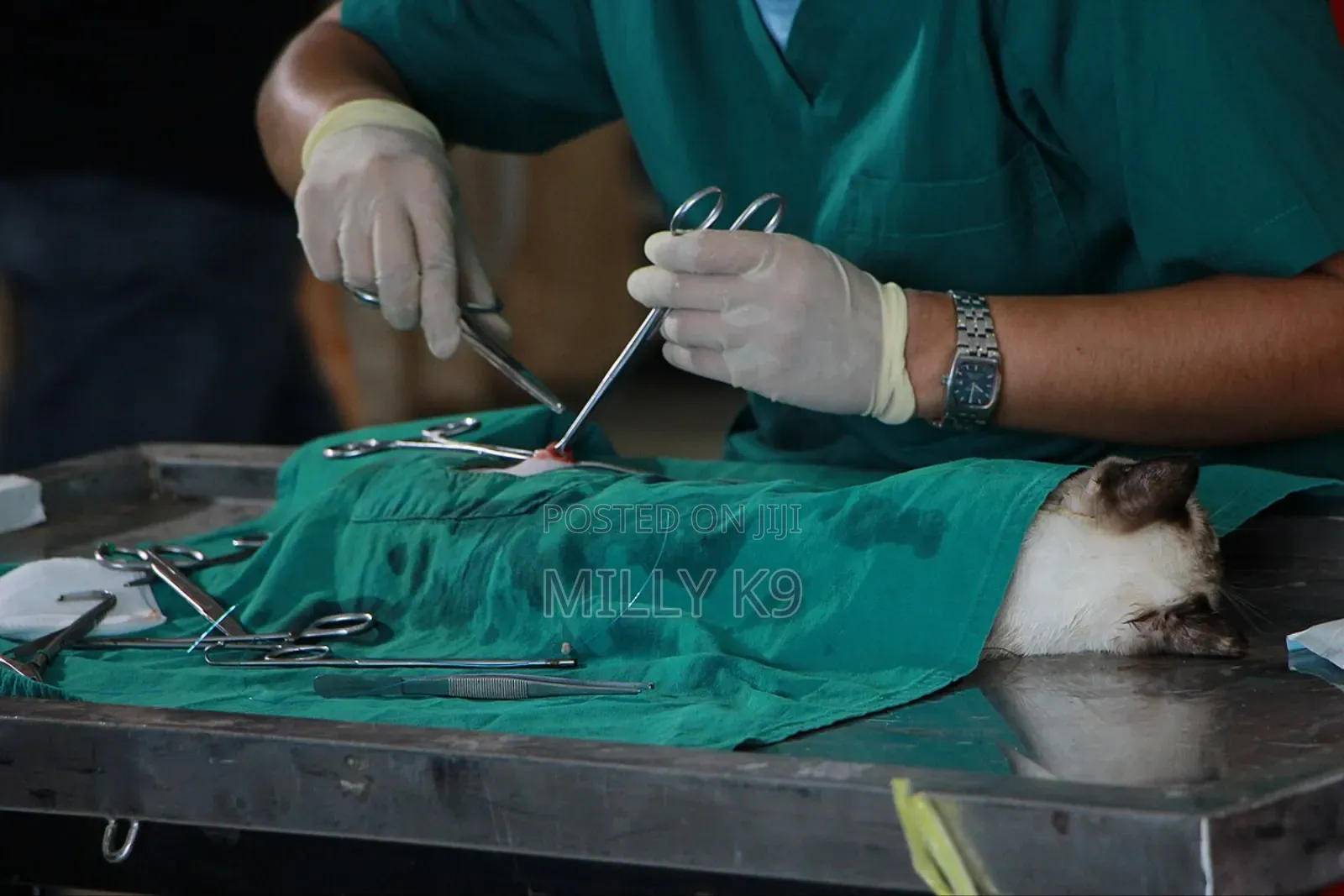 Veterinary Services