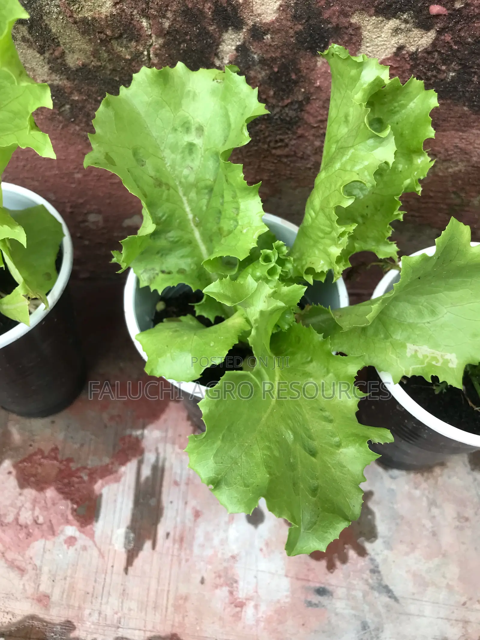 Eden Lettuce Seed 100g