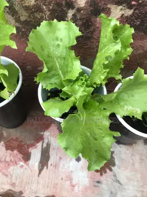 Eden Lettuce Seed 100g