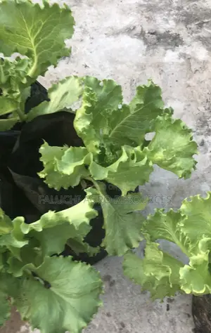 Eden Lettuce Seed 100g