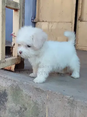 1-3 months Male Purebred Lhasa Apso