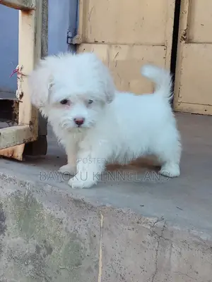 1-3 months Male Purebred Lhasa Apso