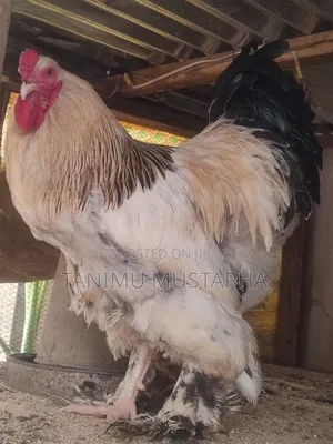 Sussex Brahma