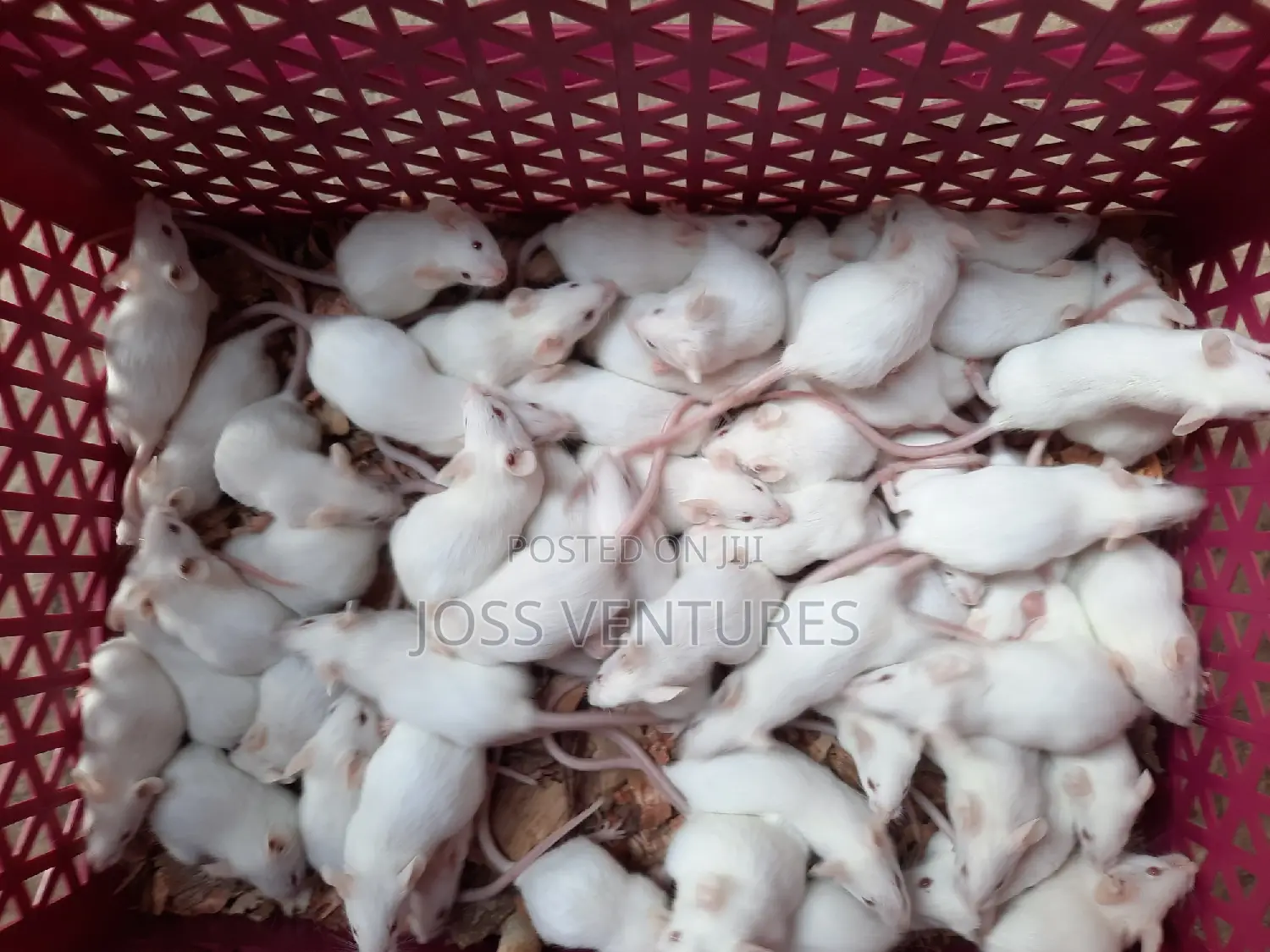 Albino Mice (Balb/C)