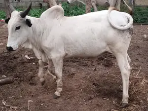 Cow Livestock