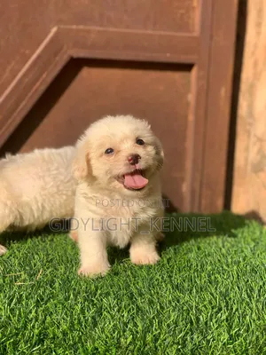 0-1 month Female Purebred Lhasa Apso