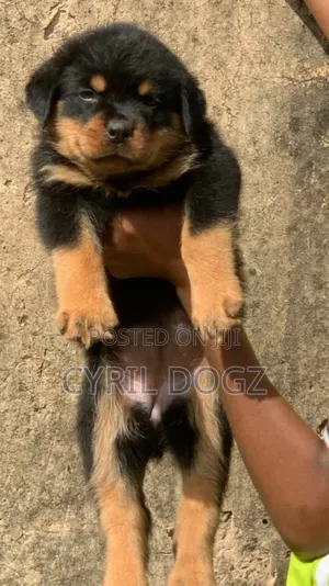1-3 months Female Purebred Rottweiler