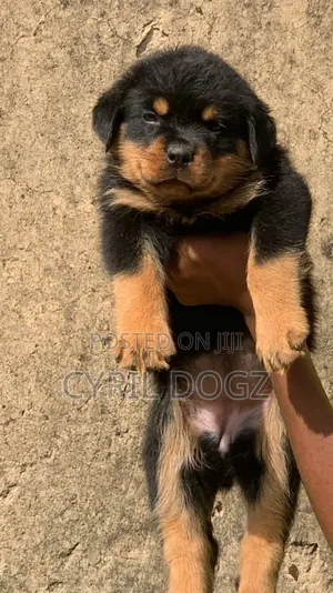 1-3 months Female Purebred Rottweiler